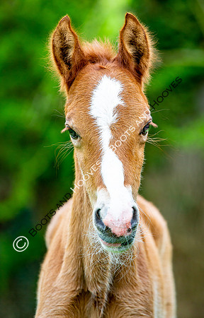 New Moreton Foal