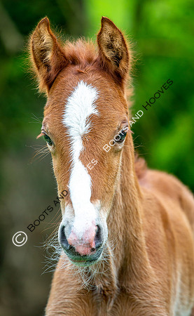 New Moreton Foal