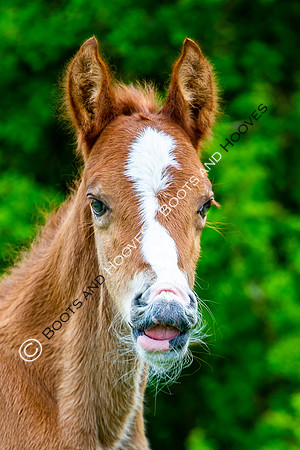 New Moreton Foal