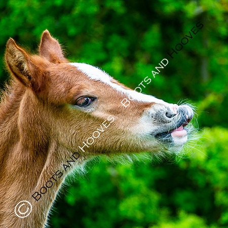 New Moreton Foal