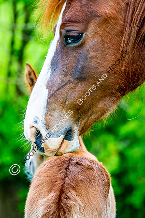 New Moreton Foal