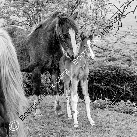 New Moreton Foal