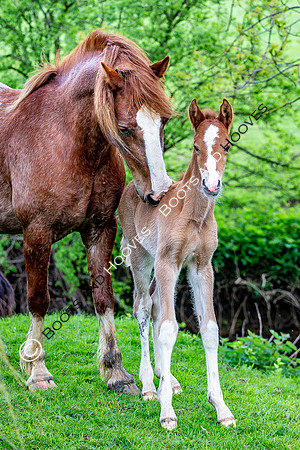 New Moreton Foal