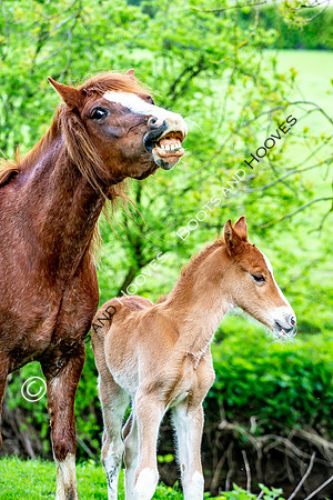 New Moreton Foal