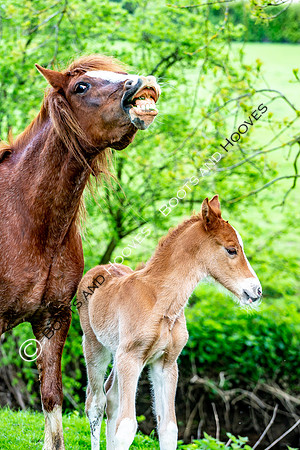 New Moreton Foal