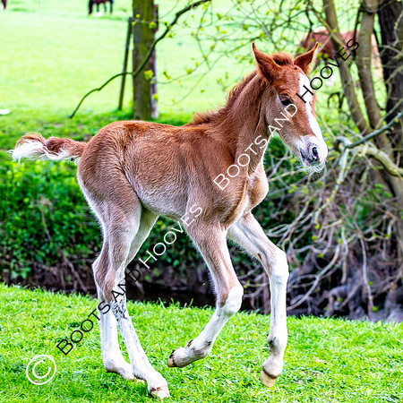 New Moreton Foal