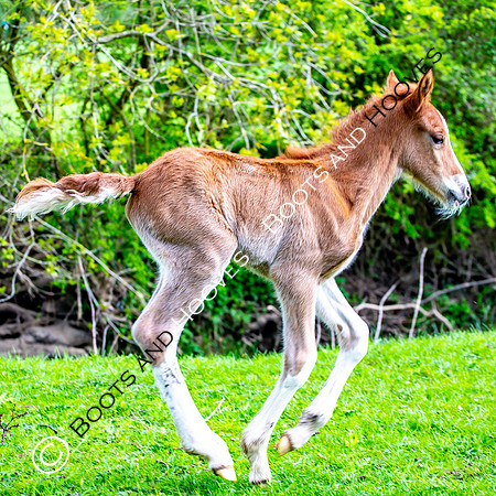 New Moreton Foal