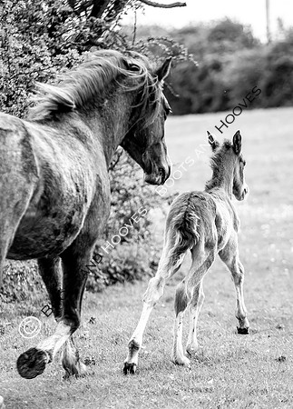 New Moreton Foal