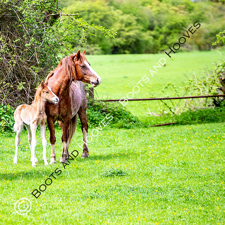 New Moreton Foal