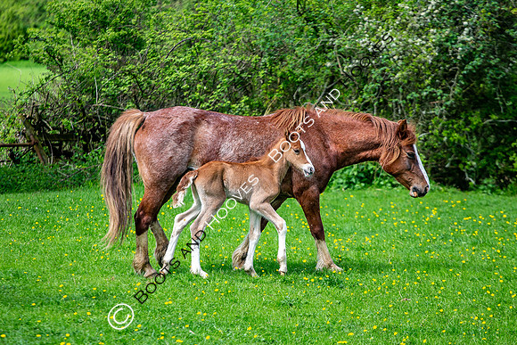New Moreton Foal