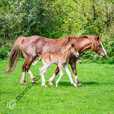 New Moreton Foal