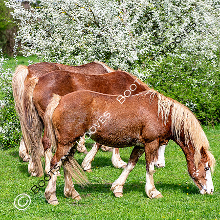 New Moreton Foal