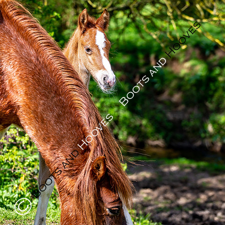 New Moreton Foal
