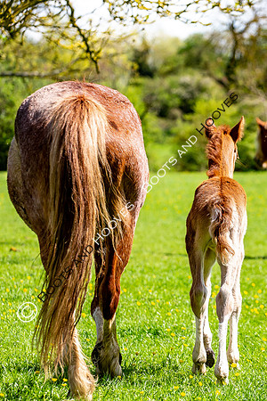 New Moreton Foal