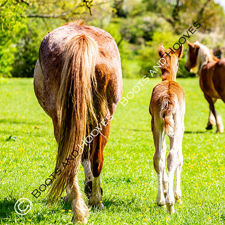 New Moreton Foal