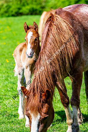 New Moreton Foal