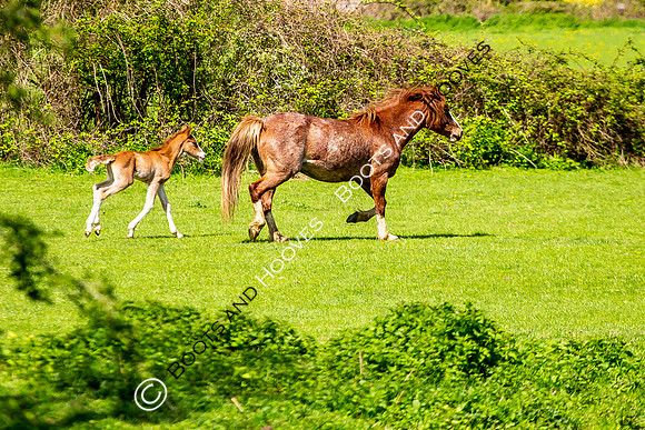 New Moreton Foal