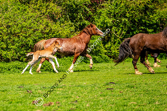New Moreton Foal