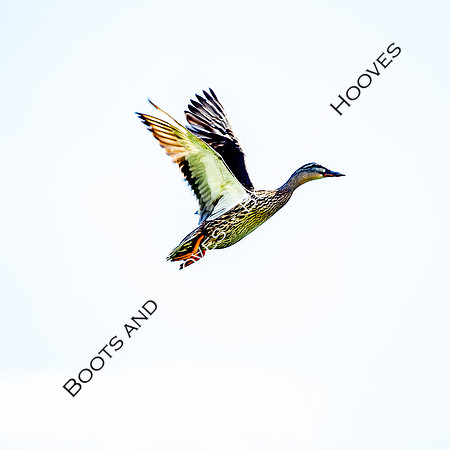 Flying duck