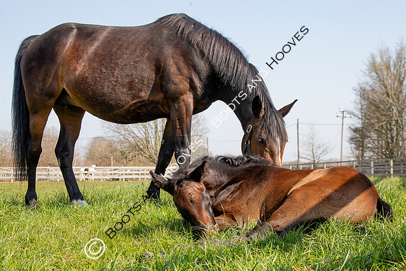~ MANDATORY Credit Elli Birch/Bootsandhooves- NO UNAUTHORISED USE - 07745909676