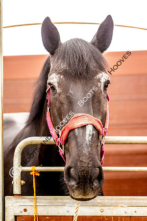 Day 2. Royal Windsor Horse Show. Windsor. Berkshire. UK.  10/05/2018. ~ MANDATORY Credit Elli Birch/Sportinpictures - NO UNAUTHORISED USE - 07837 394578