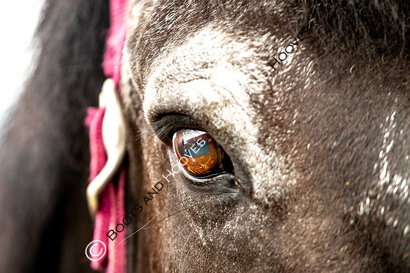 Day 2. Royal Windsor Horse Show. Windsor. Berkshire. UK.  10/05/2018. ~ MANDATORY Credit Elli Birch/Sportinpictures - NO UNAUTHORISED USE - 07837 394578