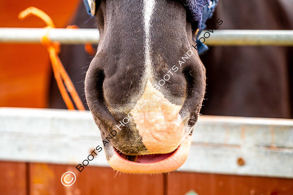 Day 2. Royal Windsor Horse Show. Windsor. Berkshire. UK.  10/05/2018. ~ MANDATORY Credit Elli Birch/Sportinpictures - NO UNAUTHORISED USE - 07837 394578