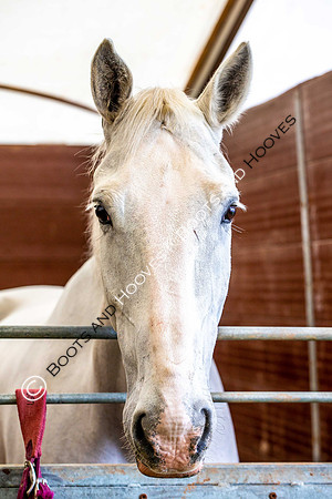 Day 2. Royal Windsor Horse Show. Windsor. Berkshire. UK.  10/05/2018. ~ MANDATORY Credit Elli Birch/Sportinpictures - NO UNAUTHORISED USE - 07837 394578