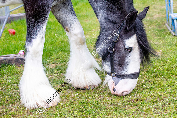 Day 2. Royal Windsor Horse Show. Windsor. Berkshire. UK.  10/05/2018. ~ MANDATORY Credit Elli Birch/Sportinpictures - NO UNAUTHORISED USE - 07837 394578