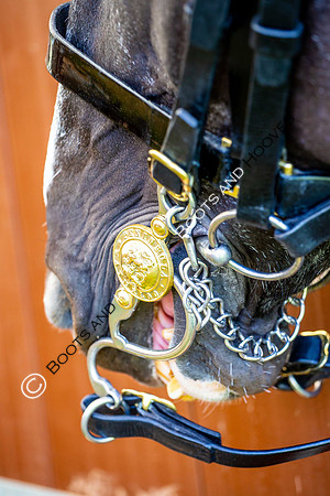 Day 2. Royal Windsor Horse Show. Windsor. Berkshire. UK.  10/05/2018. ~ MANDATORY Credit Elli Birch/Sportinpictures - NO UNAUTHORISED USE - 07837 394578