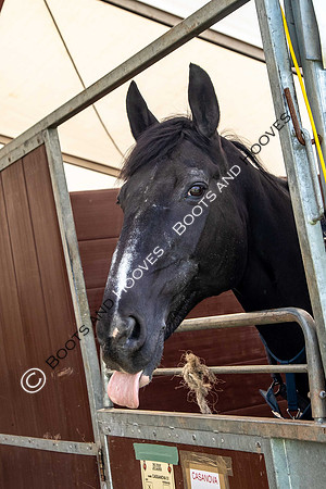 Day 2. Royal Windsor Horse Show. Windsor. Berkshire. UK.  10/05/2018. ~ MANDATORY Credit Elli Birch/Sportinpictures - NO UNAUTHORISED USE - 07837 394578