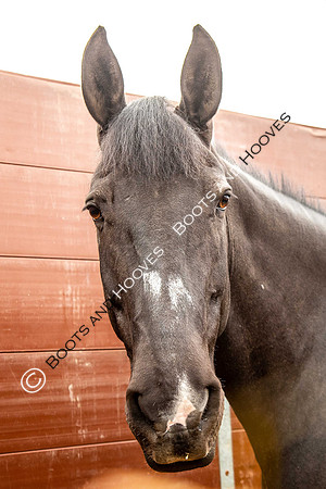 Day 2. Royal Windsor Horse Show. Windsor. Berkshire. UK.  10/05/2018. ~ MANDATORY Credit Elli Birch/Sportinpictures - NO UNAUTHORISED USE - 07837 394578