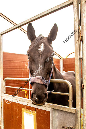 Day 2. Royal Windsor Horse Show. Windsor. Berkshire. UK.  10/05/2018. ~ MANDATORY Credit Elli Birch/Sportinpictures - NO UNAUTHORISED USE - 07837 394578