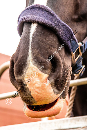 Day 2. Royal Windsor Horse Show. Windsor. Berkshire. UK.  10/05/2018. ~ MANDATORY Credit Elli Birch/Sportinpictures - NO UNAUTHORISED USE - 07837 394578
