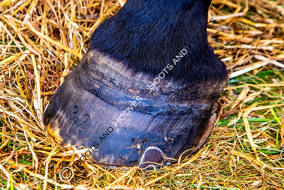 Day 2. Royal Windsor Horse Show. Windsor. Berkshire. UK.  10/05/2018. ~ MANDATORY Credit Elli Birch/Sportinpictures - NO UNAUTHORISED USE - 07837 394578