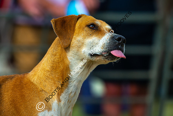 Festival of Hunting