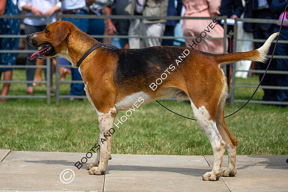 Festival of Hunting
