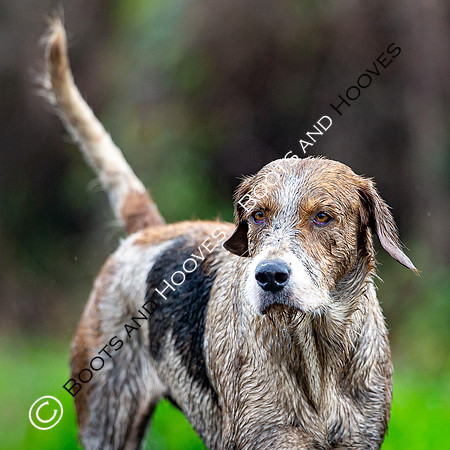 Hunting