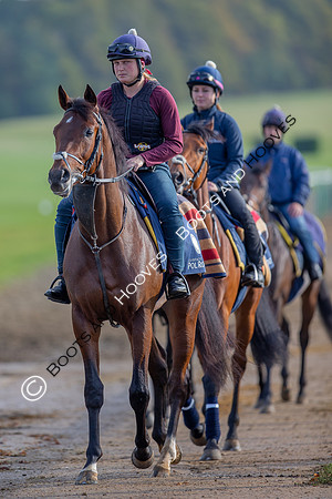 Newmarket