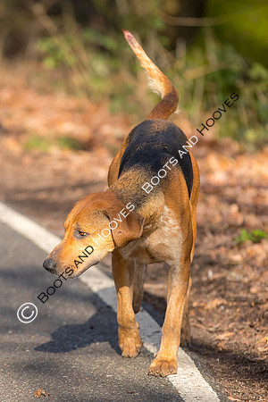 Hunting