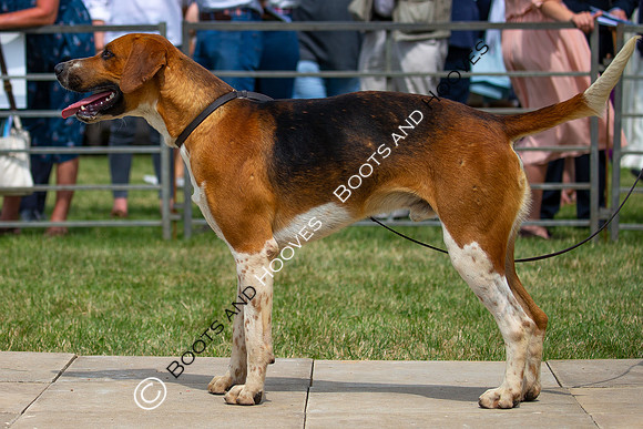 Festival of Hunting