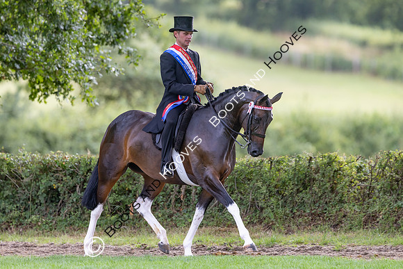 The Royal International Horse Show