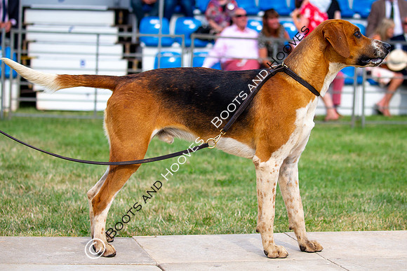 Festival of Hunting