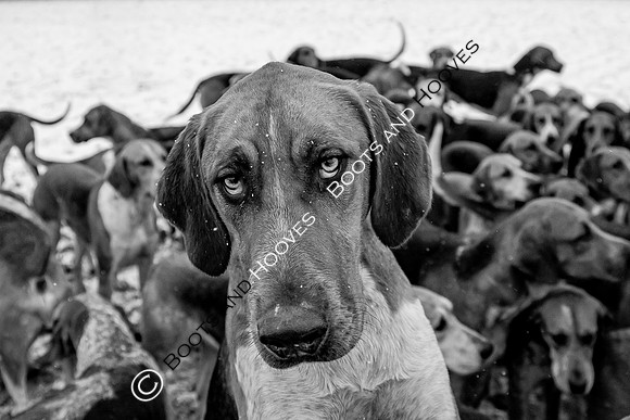 Hound Exercise