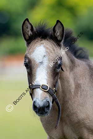 June 2022 ~MANDATORY Credit Elli Birch/Bootsandhooves- NO UNAUTHORISED USE - 07745909676