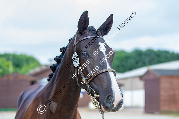 Baileys Horse Feeds Futurity Evaluations 2021