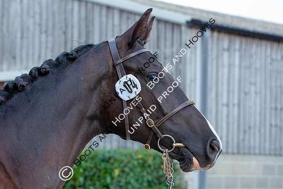 Baileys Horse Feeds Futurity Evaluations 2021