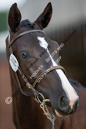 Baileys Horse Feeds Futurity Evaluations 2021