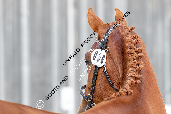 Baileys Horse Feeds Futurity Evaluations 2021