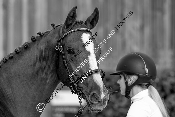 Baileys Horse Feeds Futurity Evaluations 2021